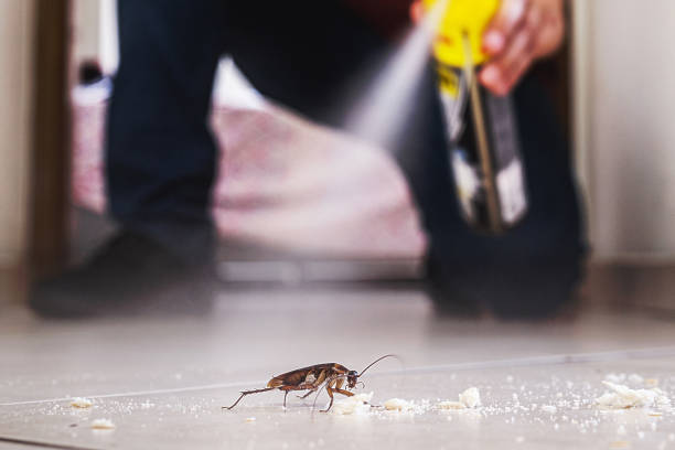 Best Emergency Pest Control  in Bridgeport, CT