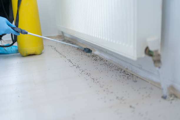 Best Pest Inspection Near Me  in Bridgeport, CT
